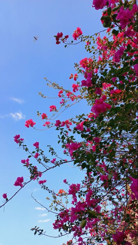 Soul Aesthetic, Pretty Flowers Photography, Nature Photography Quotes, Nature Photography Flowers, Beach Instagram, Sky Photography Nature, Flowers Photography Wallpaper, Nature Instagram, Lovely Flowers Wallpaper