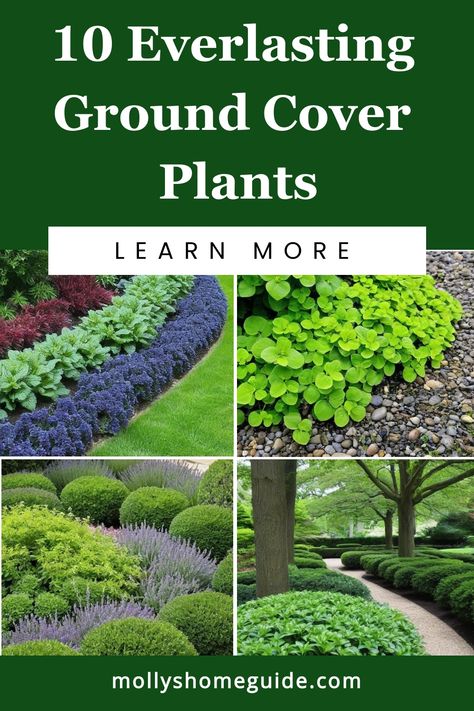 Looking to add year-round interest to your garden? Explore the world of evergreen ground covers! These low-maintenance plants provide lush greenery, beautiful colors, and are perfect as garden edging or as all-year ground cover. Discover the best ground cover plants in Australia and create a vibrant landscape with these gorgeous perennials. Whether you're looking for colorful options or simply want perpetual greenery, evergreen ground covers offer a variety of options to enhance your outdoor spa Conifer Ground Cover, Orchard Ground Cover, Outdoor Ground Cover Ideas, Creeping Ground Cover Perennials, Ground Cover Under Trees, Ground Cover Plants For Sun, Ground Cover Perennials, Evergreen Perennials, Best Ground Cover Plants