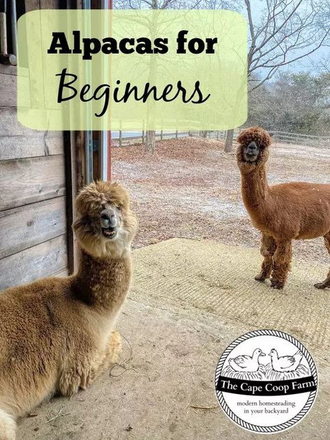 Alpaca Farming, Textile Animals, Alpaca Facts, Homestead Livestock, Nigerian Goats, Farm Pets, Fiber Animals, Backyard Homestead, Homestead Animals