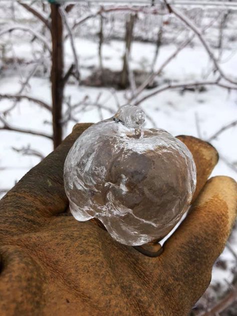 Farmer Surprised To Find 'Ghost Apples' On Trees After Polar Vortex Ghost Apples, Pruning Apple Trees, Freezing Apples, Freezing Rain, Polar Vortex, Apple Varieties, Western Michigan, West Michigan, Apple Tree