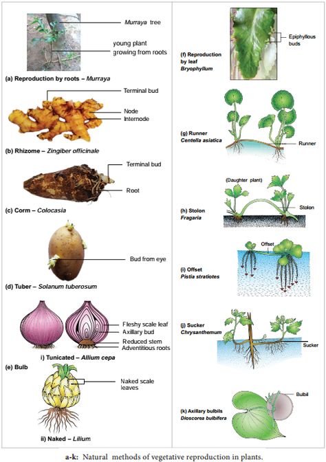 Asexual Reproduction In Plants, Reproduction In Plants, Types Of Asexual Reproduction, Names Of Plants, Asexual Reproduction, Vegetative Reproduction, Air Layering, Bulbous Plants, Sandy Soil