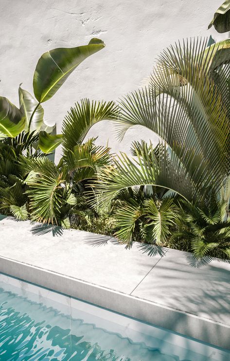 Tropics. Close up. Palms. Tropical Pool Landscaping, Pool Plants, Outdoor Pool Area, Tropical Garden Design, Swimming Pool Landscaping, Tropical Backyard, Pool Landscape Design, Tropical Pool, Backyard Pool Landscaping