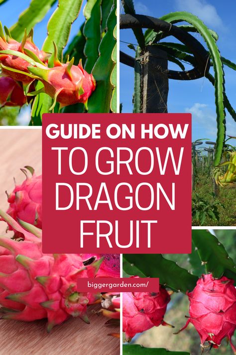 Embark on a botanical adventure with our complete Dragon Fruit plant care guide, crafted to empower gardeners with the knowledge and skills needed to nurture flourishing plants. From planting to pruning, we've got you covered with expert advice and insider tips. Ready to take your gardening game to new heights? Click now to unlock the secrets of successful Dragon Fruit cultivation and join our growing community of green thumbs! How To Take Care Of Dragon Fruit Plant, Dragon Fruit Plant Care, How To Grow A Dragon Fruit Plant, Growing Dragon Fruit In Pots, How To Plant Dragon Fruit, Dragon Fruit Growing, Dragonfruit Plant, Growing Dragon Fruit, Grow Dragon Fruit