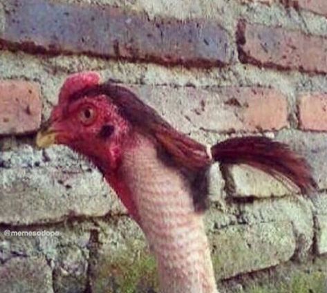 A Chicken, Chicken, Wall, Hair