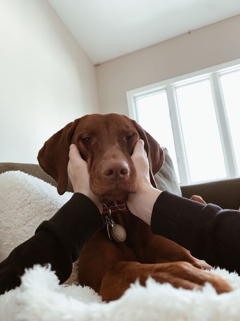 Vizsla Aesthetic, Viszlas Dog, Hungarian Dog, Puppies Cute, Vizsla Dogs, Dream Dog, Pet Breeds, Vizsla Puppy, Adorable Puppies