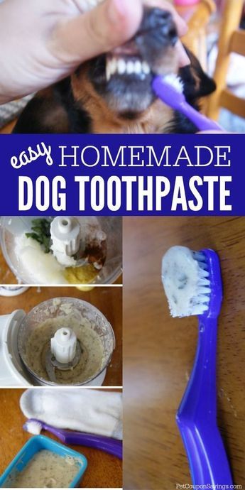 Dog Toothpaste Recipe, Diy Dog Toothpaste, Homemade Dog Toothpaste, Dog Homemade, Toothpaste Recipe, Dogs Teeth, Dog Toothpaste, Dog Remedies, Minty Fresh