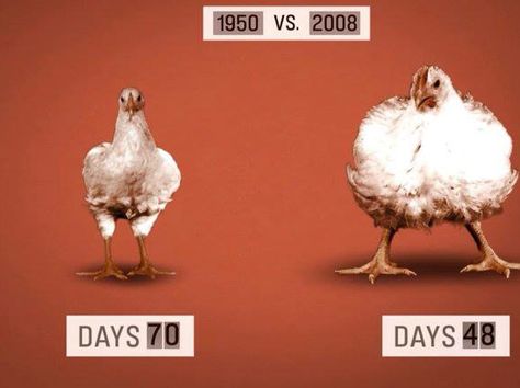 70 days v. 48 days ~ Chicken farmers today raise poultry that grows to weigh twice as much as similar birds in 1950, in less than half the time. Hormones, specifically the synthetic estrogen diethylstilbestrol (DES), administered to young poultry and other animals allow them to gain more weight in less time. #MyVeganJournal Genetically Modified Food, Gmo Foods, Food Inc, Factory Farming, Bad Food, Food Facts, Unhealthy Food, Food Industry, Food For Thought