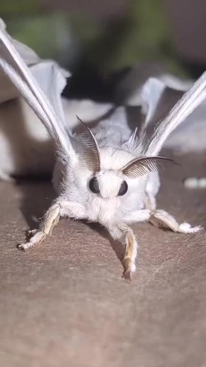 (1)sky puppy! #mothtok #moths #entomology | TikTok Sky Puppy, Moth, Puppies, Animals, Art