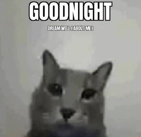 Good Night Cats Funny, You Are Now My Girlfriend Cat, I Just Woke Up Cat, Ima Touch You, I Know Youre Asleep But, Good Night Kitty, Cat Memes Love, Cat Rizz, Good Night Cute