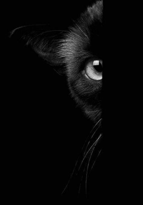 Regard Animal, Cat Photography, Cat Wallpaper, White Photo, Cat Owners, Black Cats, Beautiful Cats, 귀여운 동물, Crazy Cat Lady