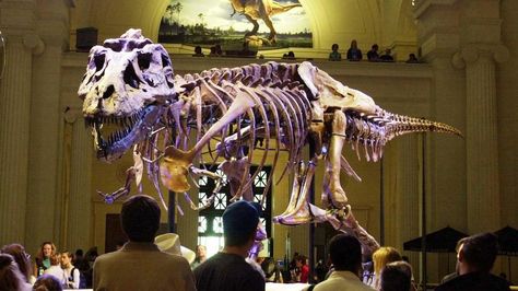 Happy Birthday, Sue! Trex Skeleton, Field Museum Chicago, Architecture Unique, Chicago Museums, Museum Tickets, Ben Stiller, Field Museum, Night At The Museum, Natural History Museum