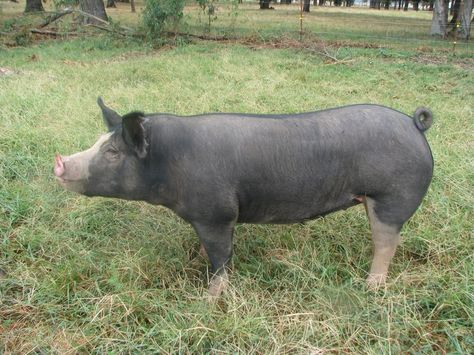 berkshire Berkshire Pig, Berkshire Pigs, Pig Breeds, Pig Farm, Farm Plans, Dream Pet, Images To Draw, Cattle Farming, Dream Property