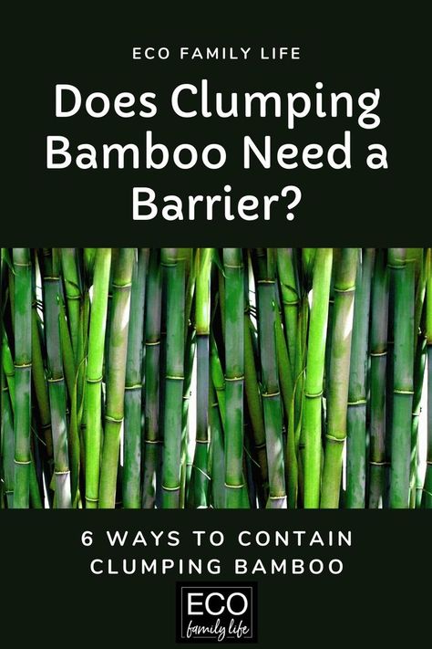 Clumping bamboo does need a barrier to prevent it from taking over. While it does stay more contained compared to running bamboo it can keep expanding in size. Running bamboo has runners that grow horizontally just like grass does. The runners or roots of clumping bamboo grow practically vertically. Because of this, clumping bamboo needs to be contained. Planting Bamboo, Bamboo Barrier, Bamboo Landscape, Bamboo Species, Clumping Bamboo, Growing Bamboo, Florida Landscaping, Garden Privacy, Asian Garden