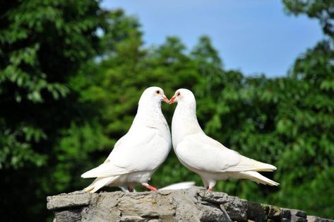 Traditional Wedding Favours, Pet Pigeon, Wild Birds Photography, Dove Release, Simple Wedding Favors, Rustic Wedding Ideas, Wedding Doves, Pigeon Breeds, New Photo Style