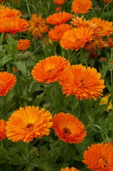 Fall Gardening Ideas, Calendula Seeds, Flower Variety, Cut Garden, Ideas Garden Design, Calendula Flowers, Tattoo Plant, Fall Gardening, Eye Problems