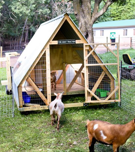 Goat Tractor Diy, Mobile Goat Tractor, Goat Hoop House, A Frame Goat House, Goat Run In Shelter, Movable Goat Pen, Goat Tractor Ideas, Goat House Plans, A Frame Goat Shelter