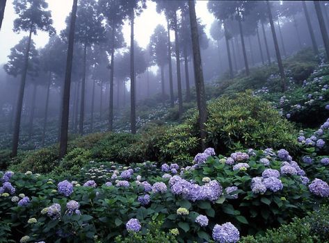 misty hydrangea | Pentax645n | m h | Flickr Hydrangea Garden, Foggy Forest, Beautiful Sites, Caribbean Cruise, Dark Forest, Nature Aesthetic, Pretty Places, Flower Field, Bolivia