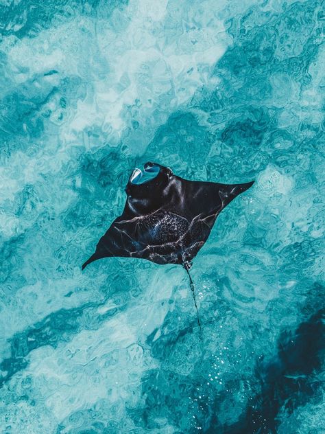 Manta Ray Photography, Manta Ray Wallpaper, Manta Ray Painting, X Ray Aesthetic, Sea Creature Painting, Oceanic Manta Ray, Ray Painting, Fish Inspiration, Manta Ray Art