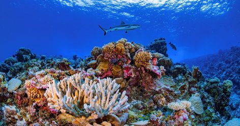 Actualizan la Lista Roja de las especies en peligro de extinción según La Unión Internacional para la Conservación de la Naturaleza Ocean Acidification, Coral Bleaching, Map Of The World, Marine Conservation, Satellite Image, Coral Reefs, Great Barrier Reef, Coral Reef, Marine Life