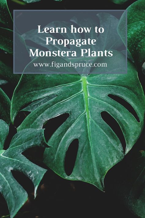 Learn how to propagate monstera plants! Monstera Plant Care, Monstera Plants, Cheese Plant, New Roots, Monstera Plant, Monstera Deliciosa, Propagating Plants, Plant Species, Monstera Leaf