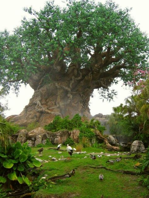 Tree of Life. Weird Trees, Baobab Tree, Old Trees, Ancient Tree, Unique Trees, The Tree Of Life, Nature Tree, Tree Forest, Beautiful Tree