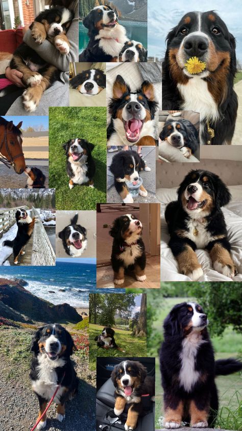 Bernese Mountain canines Bernese Mountain Dog Wallpaper, Vision Board Dog, Bernese Mountain Dog Aesthetic, Burmese Mountain Dog, Burmese Mountain Dogs, Bernese Dog, Bernese Mountain Dog Puppy, Dream Pet, Puppy Wallpaper