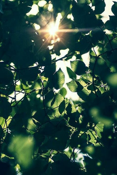 * ✧ · ˚ ✵ · .pinterest: artisticautumn :*・°☆. ☾ Spring Photography, Nature Aesthetic, Green Aesthetic, Natural World, Mother Nature, Green Leaves, Beautiful Pictures, Beautiful Nature, Photography Inspiration