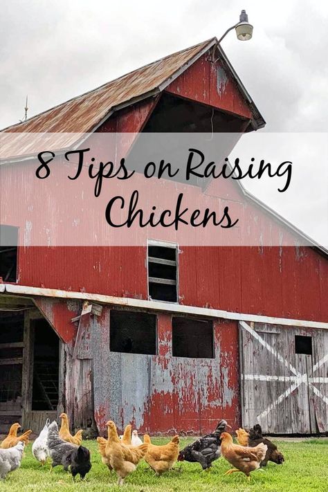 These 8 tips cover all the basics for first time chicken owners! Chicken Owners First Time, First Time Chicken Owner, Raising Quail, Chicken Care, Raising Ducks, Chicken Owner, Urban Chickens, Chicken Ideas, Water Trough