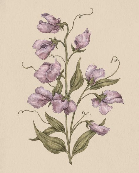 A very fun and exciting thing: I got to chat with the BBC about floriography! I linked the article in my bio, and my sweet pea illustration… | Instagram Sweet Pea Illustration, Pea Illustration, Sweet Pea Tattoo, Botanical Sketchbook, Botanical Flowers Print, Sweet Pea Flowers, Botanical Tattoo, Pea Flower, Plant Drawing