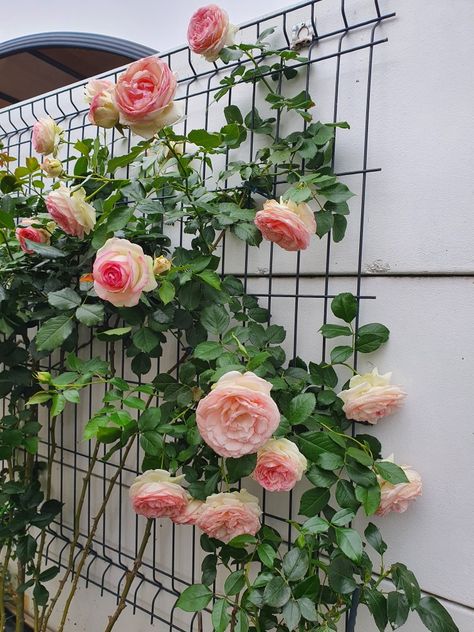 Rose Garden Inspiration, Roses Trellis, Climbing Roses Trellis, Gardening Design Diy, Front Garden Landscape, Garden Decor Projects, Patio Garden Design, Home Garden Design, Outdoor Gardens Design