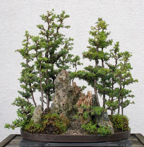 Bonsai Design, Bonsai Kit, Bonsai Inspiration, Short Trees, Northern White Cedar, Bonsai Forest, Ficus Microcarpa, Bonsai Tree Care, Bonsai Ideas