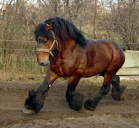 belgian horse | Belgian Draft Horse Museum, Vollezele « Discovering Belgium Belgian Draft, Belgian Draft Horse, Belgian Horse, Clydesdale Horses, Draft Horse, Big Horses, Types Of Horses, Work Horses, Majestic Horse