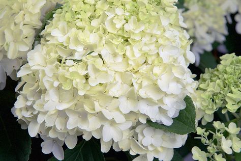 Hardy Hydrangea, Hydrangea Plant, Pruning Hydrangeas, Hydrangea Varieties, Southern Living Plants, Panicle Hydrangea, Hydrangea Bloom, Acid Loving Plants, Southern Garden