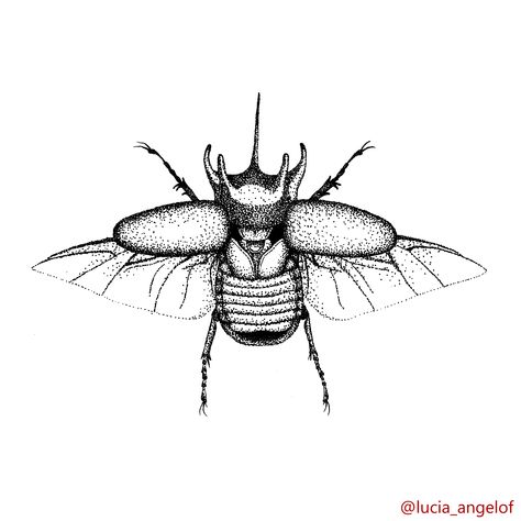 Beatle Insect Sketch, Bettle Bug Drawings, Dot Shaded Tattoo, Beatle Drawings Bug Simple, Kolrosing Designs, Sketch Shading, Bug Drawing, Insect Drawing, Beetle Drawing