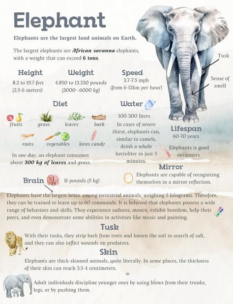 Zoology Aesthetic Notes, Facts About Elephants, Animal Fact File, Scientific Poster Design, Animal Facts For Kids, Animal Infographic, Wildlife Facts, Elephant Facts, Homeschool Nature Study