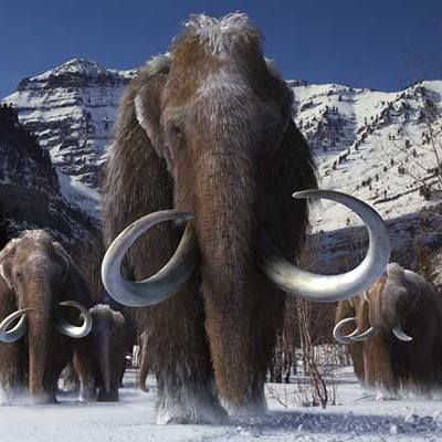 Field Museum, Prehistoric World, Wooly Mammoth, Paleo Art, Extinct Animals, Science Museum, Prehistoric Creatures, Ice Age, Prehistoric Animals