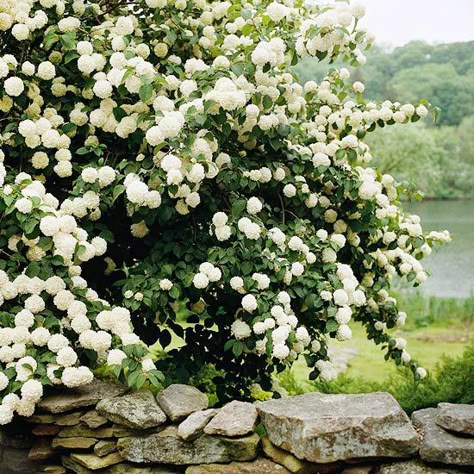 . Landscape Edit, Flower Hedge, Snowball Viburnum, Viburnum Opulus, Flowers Growing, Garden Vines, Backyard Privacy, Garden Shrubs, Have Inspiration