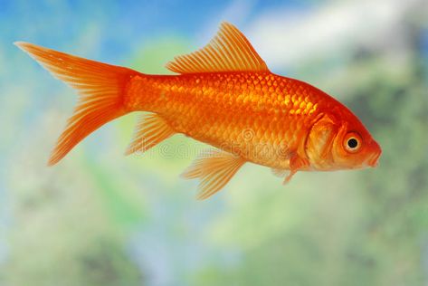 Corydoras Catfish, Common Goldfish, Comet Goldfish, Goldfish Types, Neon Tetra, Fish Stock, Aquarium Plants, Fish Ponds, Pet Fish