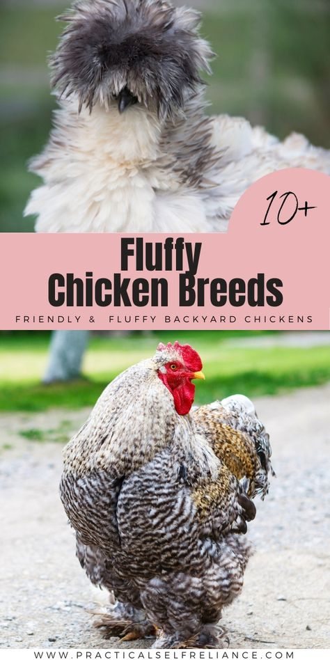 Best Fluffy Chicken Breeds Unique Chicken Breeds, Chicken Breeds With Pictures, Pet Chickens Breeds, Fluffy Chickens, Rare Chicken Breeds, Frizzle Chickens, Brahma Chicken, Fluffy Chicken, Polish Chicken