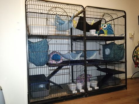 Big ferret cage. Two cages combinated. Big Rat Cage, Big Ferret Cage, Big Ferret, Ferret Diy, Cage Decor, Ferret Cage, Rat Cage, Best Bedding, Pet Ferret