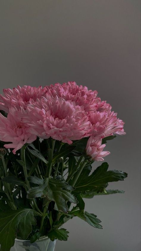 Pink Chrysanthemum Aesthetic, Chrysanthemum In Vase, Chrysanthemum Wallpaper Iphone, Pink Chrysanthemum Bouquet, Chrysanthemum Wallpaper Aesthetic, Crystanthium Flower, Chrysanthemums Aesthetic, Chrysanthemum Flower Wallpaper, Aesthetic Chrysanthemum