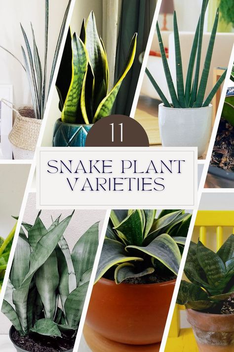 Snake Plant Indoor, Snake Plant Varieties, Plant Types, Snake Plant Care, Types Of Snake, Sansevieria Plant, Plant Varieties, Snake Plants, Plant Hacks