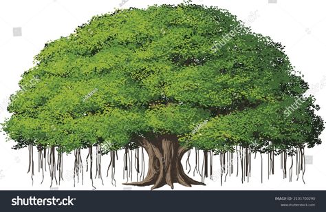 Banyan tree Stock Vectors, Images & Vector Art | Shutterstock Banyan Tree Illustration, Banyan Tree Painting, Banyan Tree Drawing, Tree Names, Ficus Benghalensis, Brown Paper Textures, Indian Miniatures, Tree Vector Illustration, Tree Poem