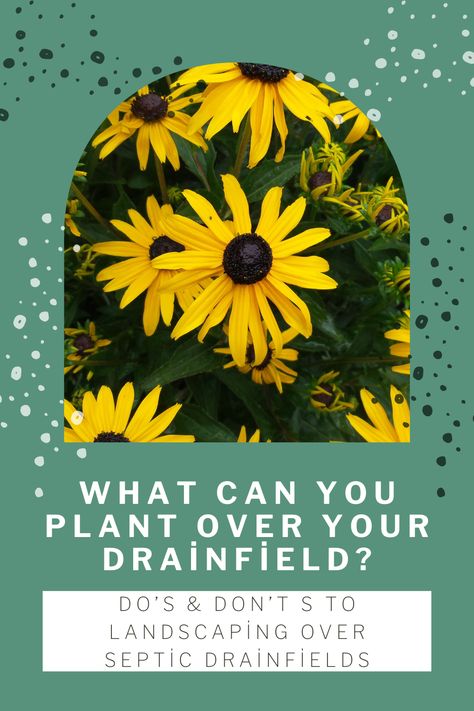 Septic drainfields can be tricky places to landscape over and around. There are a few things that you should be sure not to do over your drain field and you’ll likely have heard that you should steer away from anything except lawn over your drainfield. While this is true, there are plants that can actually be beneficial to plant on top of and near your drainfield. Design Blogs, Do's And Don'ts, Raised Garden Beds, Lake House, Drain, Things That, Landscaping, Lawn, Lake