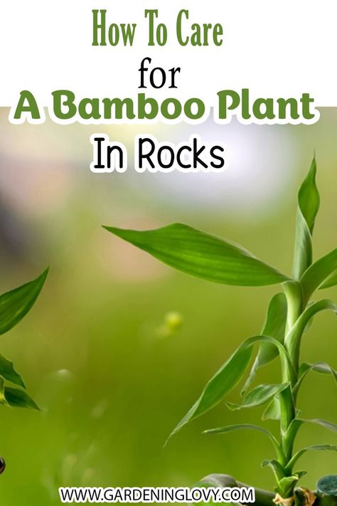 Bamboo Plant Care Indoor, Growing Bamboo Indoors, Bamboo Plant Indoor, Lucky Bamboo Care, Indoor Bamboo Plant, Bamboo House Plant, Bamboo Plant Care, Indoor Bamboo, Growing Bamboo