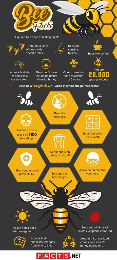 Bee Facts Infographics 4h Beekeeping Project, Honey Bee Infographic, Bees Infographic, Honey Infographic, Bee Illustration Graphic Design, Bee Infographic, Bee Information, Bees Facts, Bee Facts For Kids