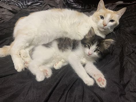 Awww.... I finally got the picture I was dreaming of Big spoon=Alchemy Little spoon = Alfredo #cats Owning A Cat, Cute Cats Photos, Cat Character, Cute Baby Cats, Funny Cute Cats, Warrior Cats, Cute Creatures, Pretty Cats, Cat Mom