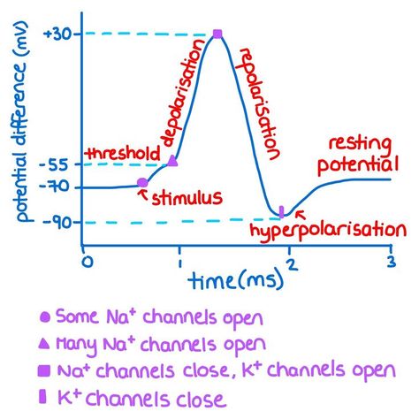 Neuron Action Potential, Neurophysiology Notes, Resting Potential Neuron, Action Potential Notes, Neurons Notes, Action Potential Nervous System, Action Potential, Neuroscience Notes, Learn Biology