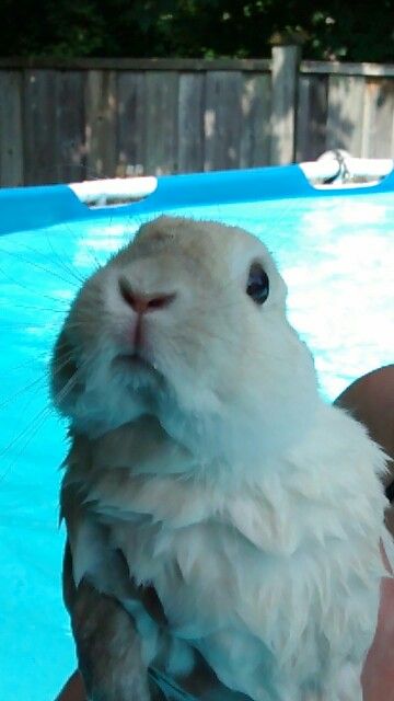 Bunny Swimming, Water Bunny, Bunny Things, Pet Bunny Rabbits, Cutee Animals, Cute Buns, Pet Bunny, Cute Bunnies