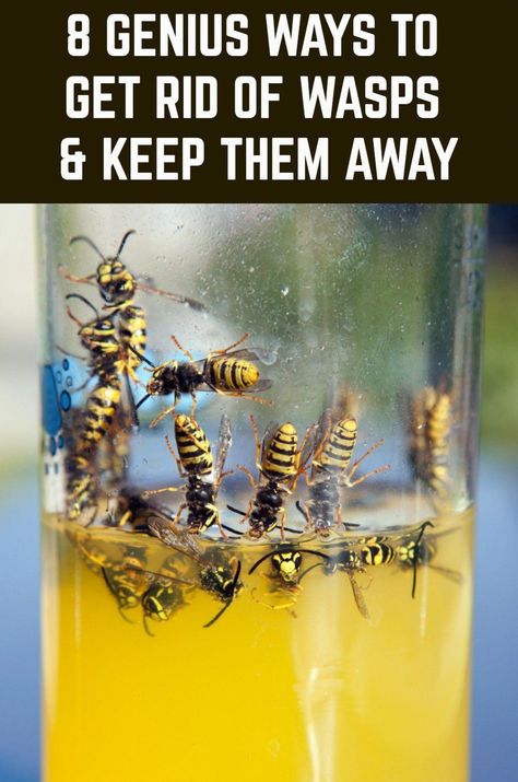 Are wasps invading your home and garden? Then use these eight genius tricks to get rid of them, remove their nests and keep them away. Homemade Wasp Repellent, Bee Catcher Diy Wasp Traps, How To Get Rid Of Hornets Outside, Wasp Traps Diy How To Make, Wasps Repellent How To Get Rid, Repel Wasps And Hornets, How To Deter Bees And Wasps, Wasp Repellent Diy, Bee Repellent Diy